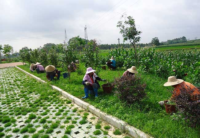 綠化養(yǎng)護服務